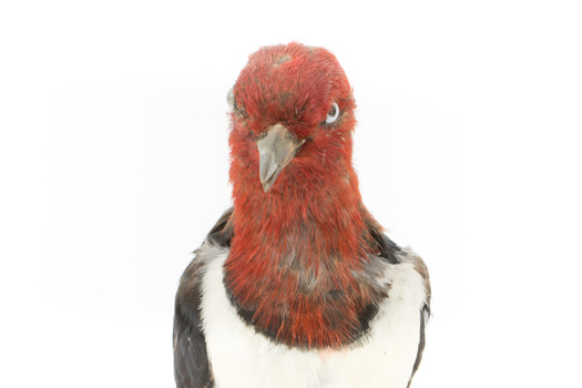 Close-up headshot of Red Headed Woodpecker facing forward