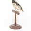 Great Spotted Woodpecker standing on wooden mount facing front-left