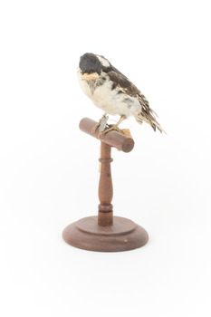 Great Spotted Woodpecker standing on wooden mount facing front-left