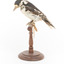 Great Spotted Woodpecker standing on wooden mount facing left