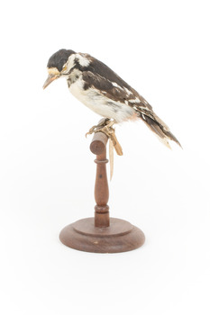 Great Spotted Woodpecker standing on wooden mount facing left