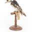 Great Spotted Woodpecker standing on wooden mount facing back-left
