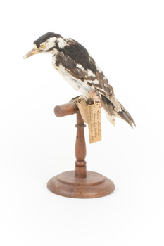 Great Spotted Woodpecker standing on wooden mount facing back-left