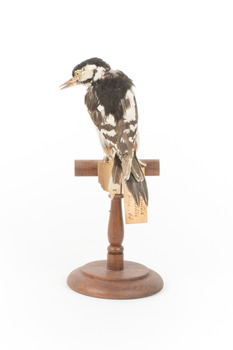 Great Spotted Woodpecker standing on wooden mount facing backwards