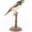 Great Spotted Woodpecker standing on wooden mount facing right