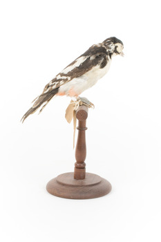 Great Spotted Woodpecker standing on wooden mount facing right