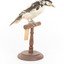 Great Spotted Woodpecker standing on wooden mount facing front-right