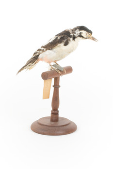 Great Spotted Woodpecker standing on wooden mount facing front-right