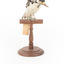 Great Spotted Woodpecker standing on wooden mount facing the front