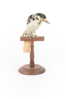 Great Spotted Woodpecker standing on wooden mount facing the front