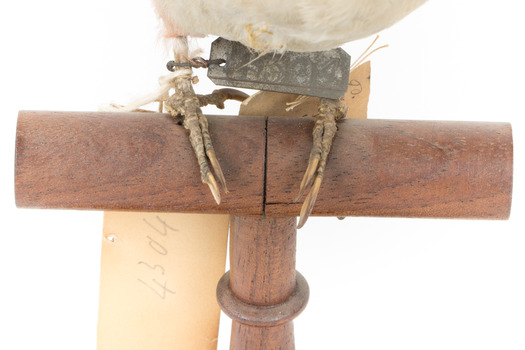 Close-up of Great Spotted Woodpecker's feet standing on wooden mount facing front