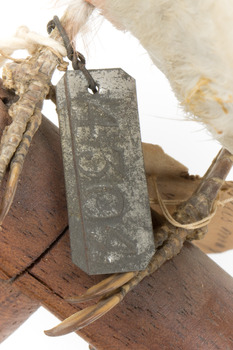 metal tag, see transcription