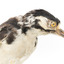 Close-up of Great Spotted Woodpecker facing right