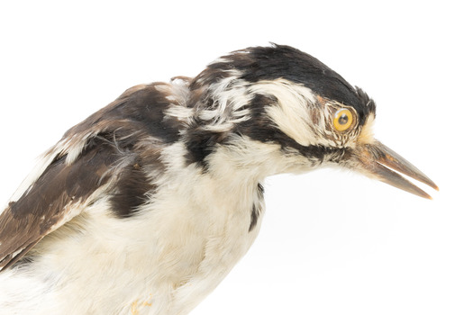 Close-up of Great Spotted Woodpecker facing right