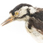 Close-up of Great Spotted Woodpecker facing left
