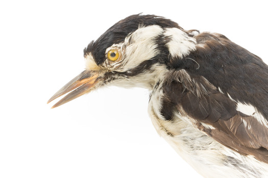 Close-up of Great Spotted Woodpecker facing left