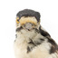 Close-up of Great Spotted Woodpecker facing front