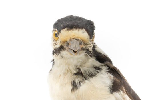 Close-up of Great Spotted Woodpecker facing front