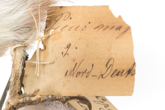 Close-up of a torn swing-tag, see transcription