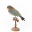 Dollar bird standing on wooden mount facing front-left