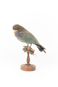 Dollar bird standing on wooden mount facing front-left
