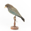 Dollar bird standing on wooden mount facing left