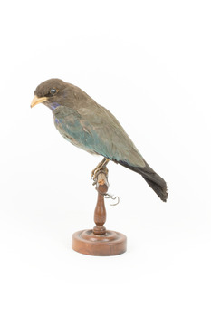 Dollar bird standing on wooden mount facing left