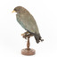 Dollar bird standing on wooden mount facing back-left
