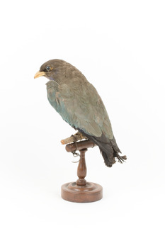 Dollar bird standing on wooden mount facing back-left