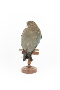 Dollar bird standing on wooden mount facing backwards