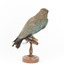 Dollar bird standing on wooden mount facing back-right