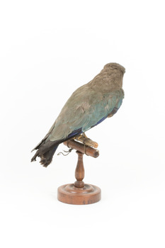 Dollar bird standing on wooden mount facing back-right