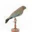 Dollar bird standing on wooden mount facing right