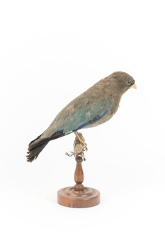 Dollar bird standing on wooden mount facing right