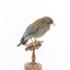 Dollar bird standing on wooden mount facing front-right