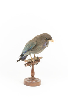 Dollar bird standing on wooden mount facing front-right