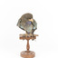 Dollar bird standing on wooden mount facing front