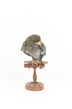 Dollar bird standing on wooden mount facing front