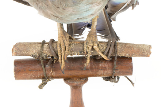 Close-up shot of the Dollar Bird's feet standing on wooden mount