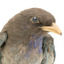 Close-up headshot of Dollar Bird facing right