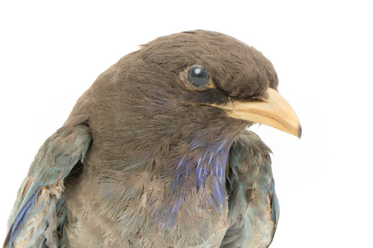 Close-up headshot of Dollar Bird facing right