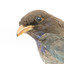 Close-up headshot of Dollar Bird facing left