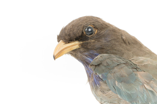 Close-up headshot of Dollar Bird facing left
