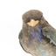 Close-up headshot of Dollar Bird facing front