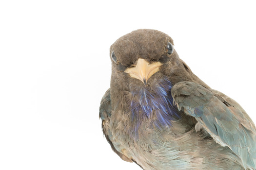 Close-up headshot of Dollar Bird facing front