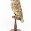 Barking Owl standing on a wooden pedestal mount facing front left.