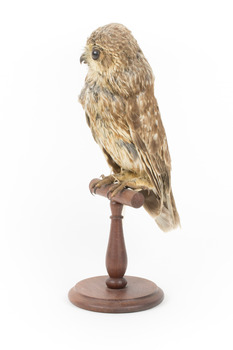 Barking Owl standing on a wooden pedestal mount facing front left.