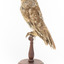 Barking Owl standing on wooden pedestal mount facing left.