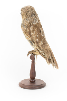 Barking Owl standing on wooden pedestal mount facing left.