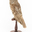 Barking Owl standing on wooden pedestal mount facing back left.